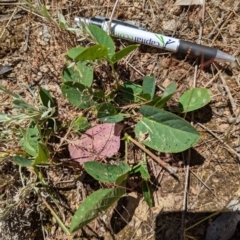 Oxytes brachypoda (Large Tick-trefoil) at Wandiyali-Environa Conservation Area - 18 Nov 2022 by mainsprite