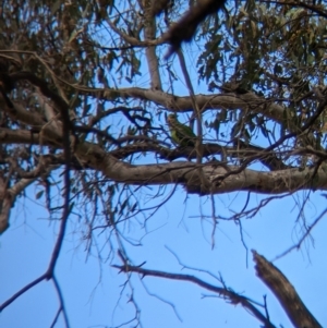 Polytelis swainsonii at Burrumbuttock, NSW - 14 Dec 2022