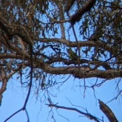 Polytelis swainsonii at Burrumbuttock, NSW - 14 Dec 2022