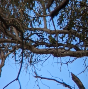 Polytelis swainsonii at Burrumbuttock, NSW - 14 Dec 2022