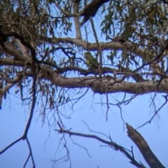 Polytelis swainsonii at Burrumbuttock, NSW - 14 Dec 2022