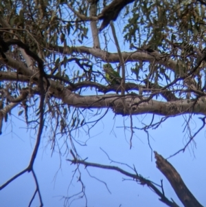 Polytelis swainsonii at Burrumbuttock, NSW - 14 Dec 2022