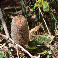 Banksia serrata (Saw Banksia) at Moruya, NSW - 14 Dec 2022 by LisaH