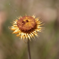 Coronidium oxylepis (Woolly Everlasting) at Moruya, NSW - 13 Dec 2022 by LisaH