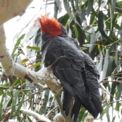 Callocephalon fimbriatum (Gang-gang Cockatoo) - 1 Jan 1900 by JohnBundock