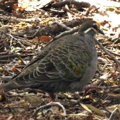 Phaps chalcoptera (Common Bronzewing) at Acton, ACT - 13 Dec 2022 by JohnBundock