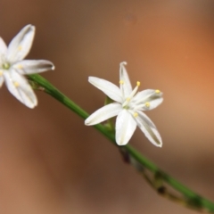 Caesia parviflora var. parviflora (A Grass-lily) at Moruya, NSW - 13 Dec 2022 by LisaH