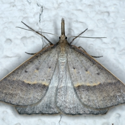 Epidesmia hypenaria (Long-nosed Epidesmia) at Ainslie, ACT - 3 Dec 2022 by jb2602