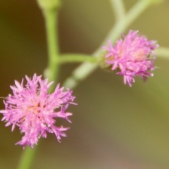 Cyanthillium cinereum (Purple Fleabane) at Moruya, NSW - 13 Dec 2022 by LisaH