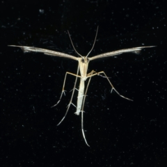 Sinpunctiptilia emissalis at Ainslie, ACT - 3 Dec 2022