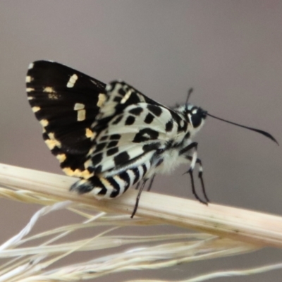 Hesperilla ornata (Spotted Sedge-skipper) at Moruya, NSW - 14 Dec 2022 by LisaH