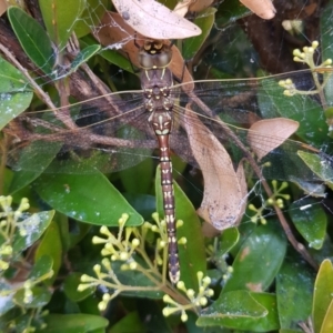 Adversaeschna brevistyla at Gungahlin, ACT - 13 Dec 2022