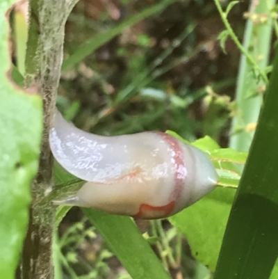 Triboniophorus graeffei (Red Triangle Slug) at Broulee, NSW - 27 Nov 2022 by Tapirlord