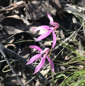 Caladenia congesta at Acton, ACT - suppressed