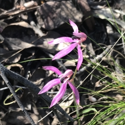 Caladenia congesta (Pink Caps) at Acton, ACT - 24 Nov 2022 by Tapirlord