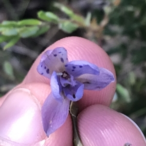 Thelymitra juncifolia at Point 5812 - suppressed