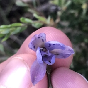 Thelymitra juncifolia at Point 5812 - suppressed