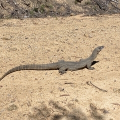 Varanus rosenbergi (Heath or Rosenberg's Monitor) at Cotter River, ACT - 30 Dec 2021 by richardferguson2