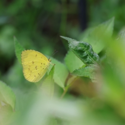 Eurema alitha (Scalloped Grass-yellow Butterfly) at Tinbeerwah, QLD - 7 Dec 2022 by Liam.m