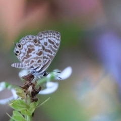 Leptotes plinius (Plumbago Blue) at Tinbeerwah, QLD - 7 Dec 2022 by Liam.m