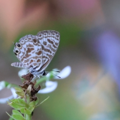 Leptotes plinius (Plumbago Blue) at Tinbeerwah, QLD - 7 Dec 2022 by Liam.m