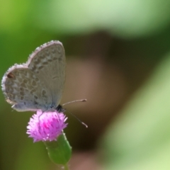 Zizina otis (Common Grass-Blue) at Tinbeerwah, QLD - 10 Dec 2022 by Liam.m