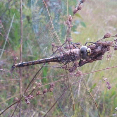 Anax papuensis (Australian Emperor) at Tuggeranong Hill - 1 Dec 2022 by michaelb