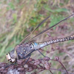 Anax papuensis at Conder, ACT - 1 Dec 2022