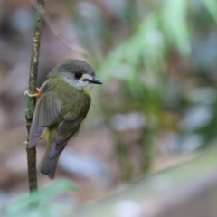 Eopsaltria capito (Pale-yellow Robin) at Maleny, QLD - 14 Dec 2022 by Liam.m