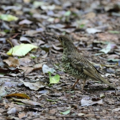 Zoothera heinei (Russet-tailed Thrush) at Maleny, QLD - 14 Dec 2022 by Liam.m