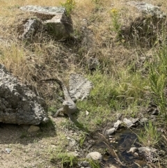 Varanus rosenbergi (Heath or Rosenberg's Monitor) at Paddys River, ACT - 13 Dec 2022 by LukeH