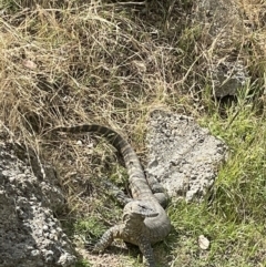 Varanus rosenbergi at Paddys River, ACT - 13 Dec 2022