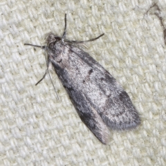 Ericrypsina chorodoxa (A Chezela group moth) at O'Connor, ACT - 5 Dec 2022 by ibaird