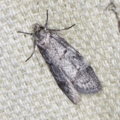 Ericrypsina chorodoxa (A Chezela group moth) at O'Connor, ACT - 5 Dec 2022 by ibaird