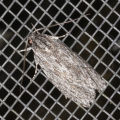 Phylomictis sarcinopa at O'Connor, ACT - 3 Dec 2022