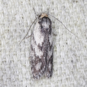 Phylomictis maligna at O'Connor, ACT - 3 Dec 2022 10:27 PM