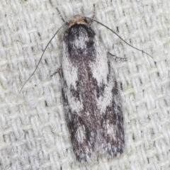 Phylomictis maligna at O'Connor, ACT - 3 Dec 2022 10:27 PM