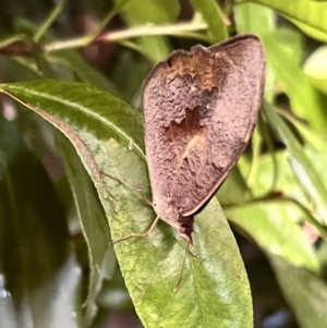 Heteronympha merope at Holt, ACT - 14 Dec 2022