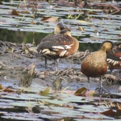 Dendrocygna arcuata (Wandering Whistling-Duck) at Lake MacDonald, QLD - 16 Jul 2018 by Liam.m