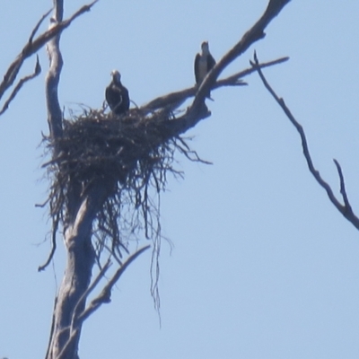 Pandion haliaetus (Osprey) at Noosaville, QLD - 18 Jul 2018 by Liam.m