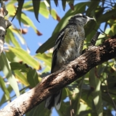 Lalage leucomela (Varied Triller) at Noosa Heads, QLD - 28 Jan 2019 by Liam.m