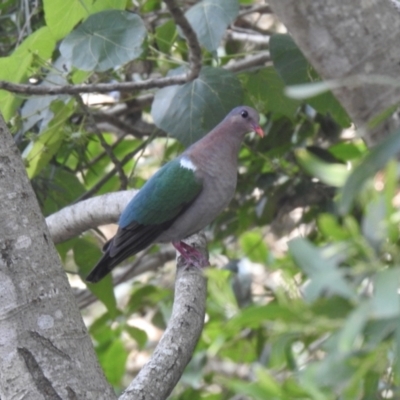 Chalcophaps longirostris (Pacific Emerald Dove) at Cooroy, QLD - 18 Dec 2019 by Liam.m