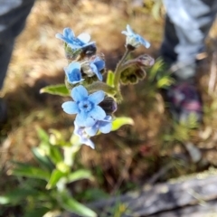 Cynoglossum australe (Australian Forget-me-not) at Fadden, ACT - 8 Dec 2022 by LoisElsiePadgham