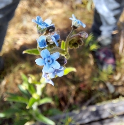 Cynoglossum australe (Australian Forget-me-not) at Fadden, ACT - 8 Dec 2022 by LoisElsiePadgham