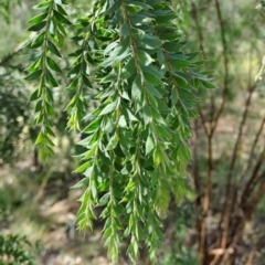 Acacia vestita (Hairy Wattle) at Macarthur, ACT - 9 Dec 2022 by LPadg