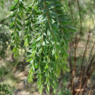 Acacia vestita (Hairy Wattle) at Macarthur, ACT - 9 Dec 2022 by LPadg