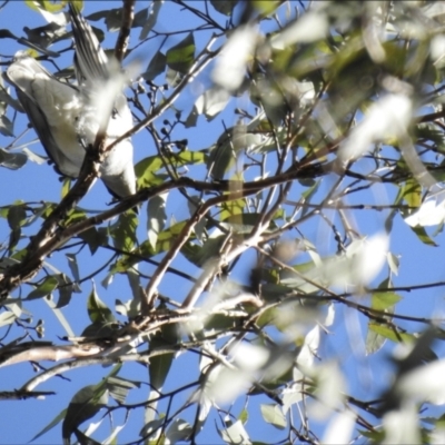 Coracina papuensis (White-bellied Cuckooshrike) at Ridgewood, QLD - 27 Dec 2019 by Liam.m