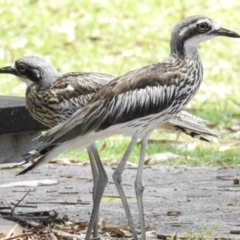 Burhinus grallarius (Bush Stone-curlew) at Como, QLD - 2 Jan 2020 by Liam.m