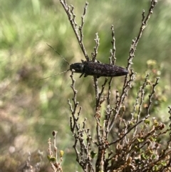 Paracrepidomenus filiformis (Click beetle) at Cotter River, ACT - 10 Dec 2022 by MattM