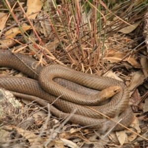 Pseudonaja textilis at Paddys River, ACT - 15 Dec 2022 11:37 AM